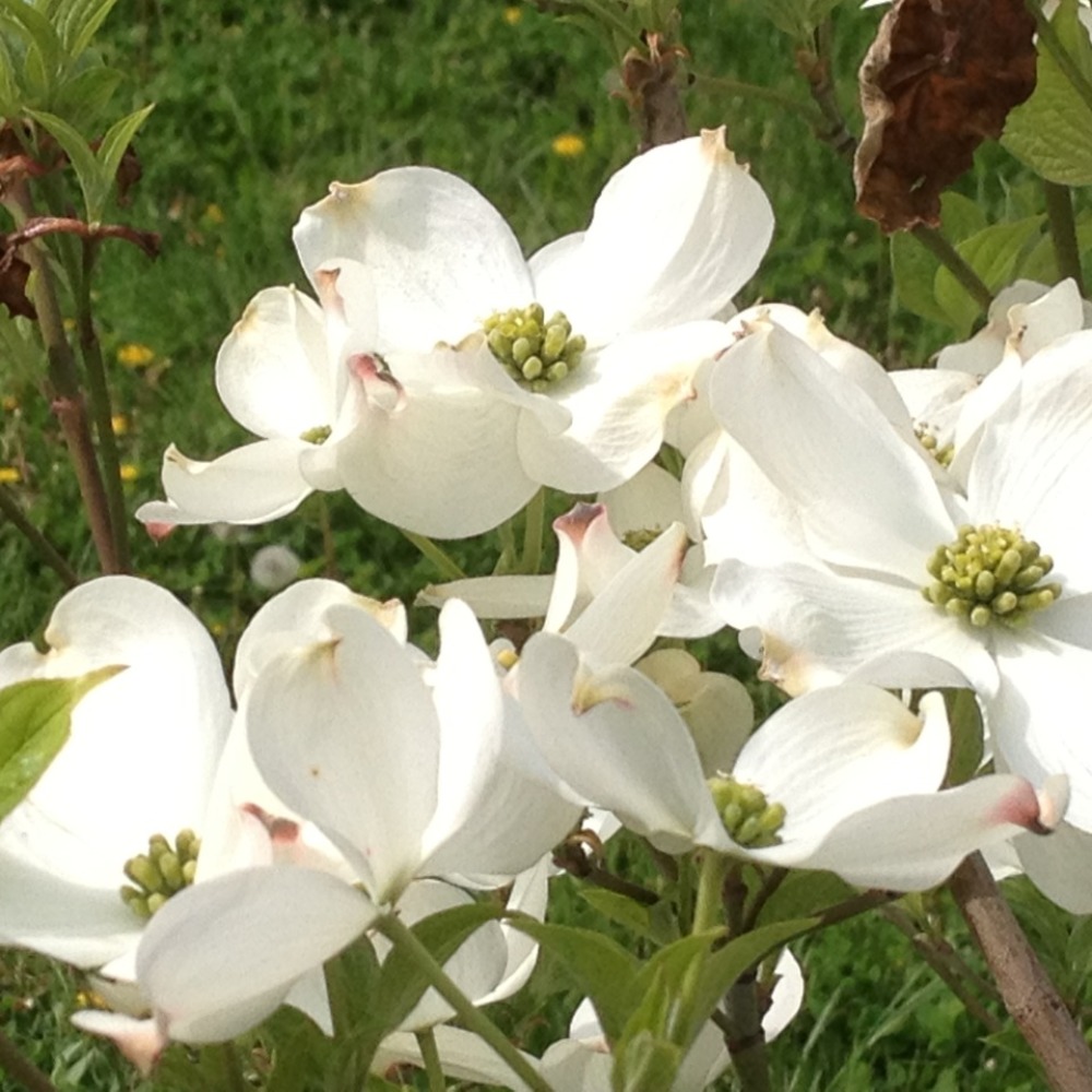 Meet your Posher, Hyon